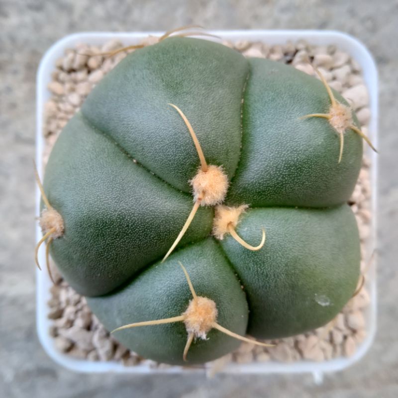 Kaktus Gymnocalycium Horstii | Spider Cactus | Sider Cactus | Gymno