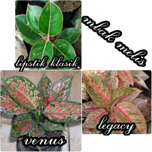 paket 3 Aglonema Tanaman Hias 3jenis Aglonema TERLARIS