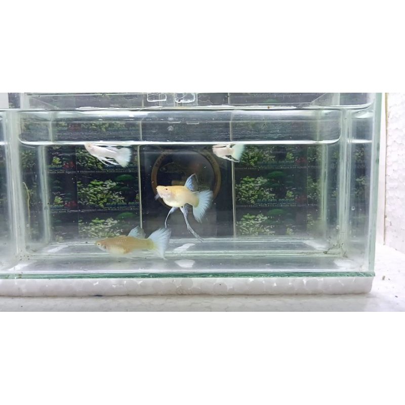 ikan guppy Albino Full platinum AFP Ribbon (sepasang)