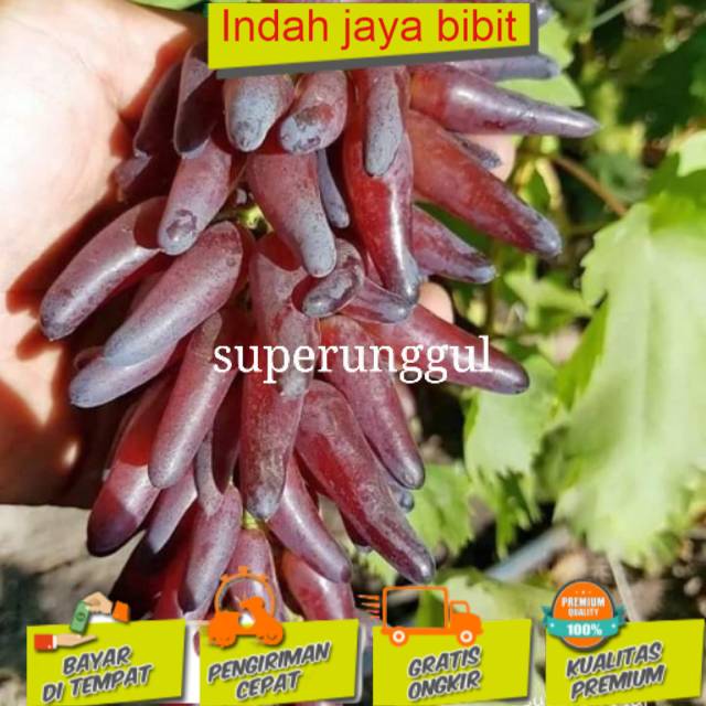 Bibit anggur import jenis jari jari (BISACOD)