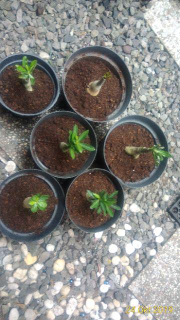 Bibit Adenium / Kamboja Jepang Tumpuk Nomor 28-36