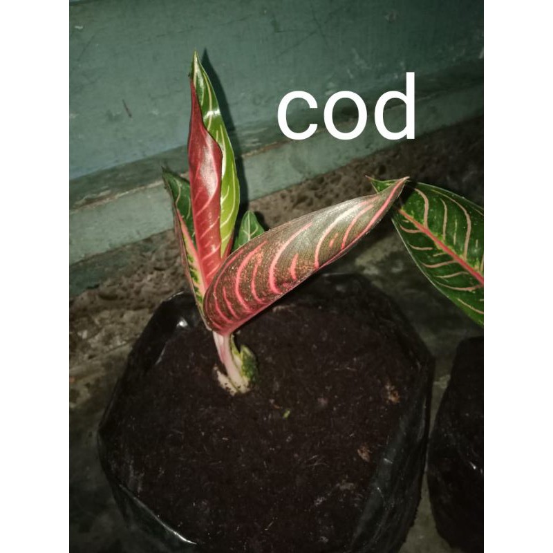 aglonema red sumatra