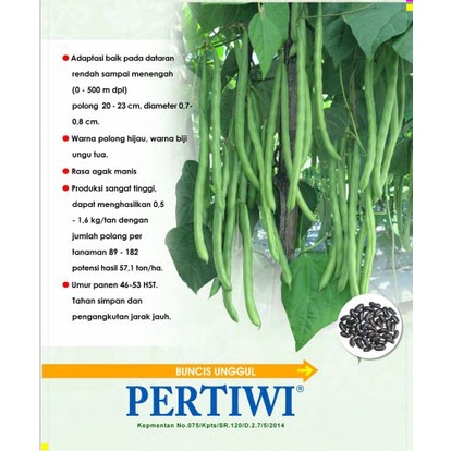 Buncis Pertiwi