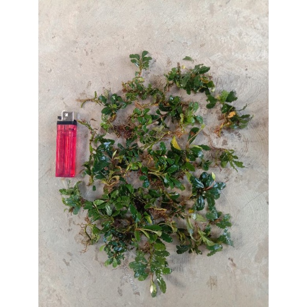 Buce Mini Rizome - Tanaman Air - Aquascape