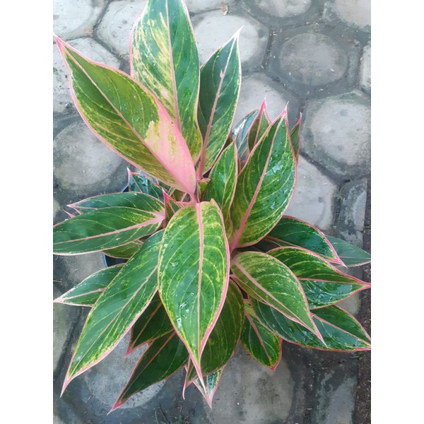 aglonema lipstik klasik/pink