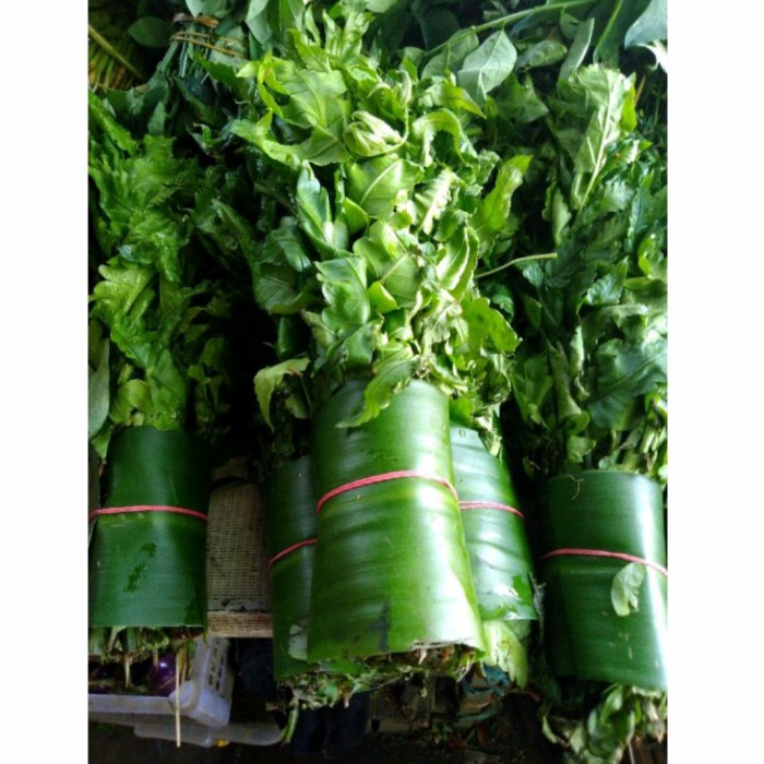 

DAUN PAKIS PER IKAT