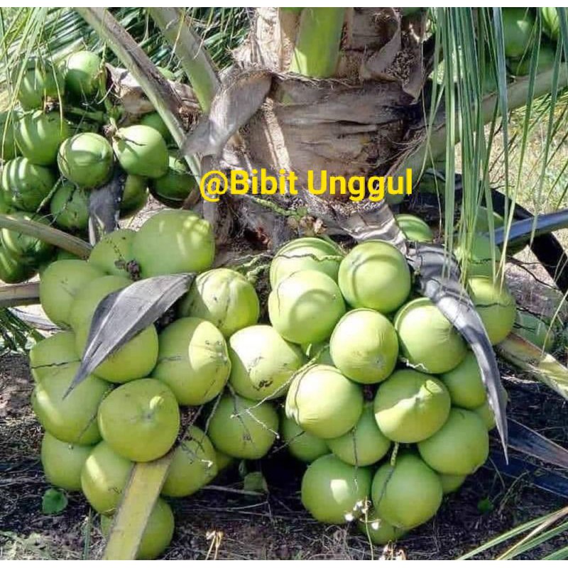 Bibit kelapa HIBRIDA super genjah