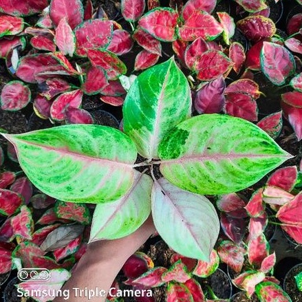 Aglonema Golden Siam Tanaman Hias Bunga Aglaonema Murah Merah BUKAN bonggol bibit