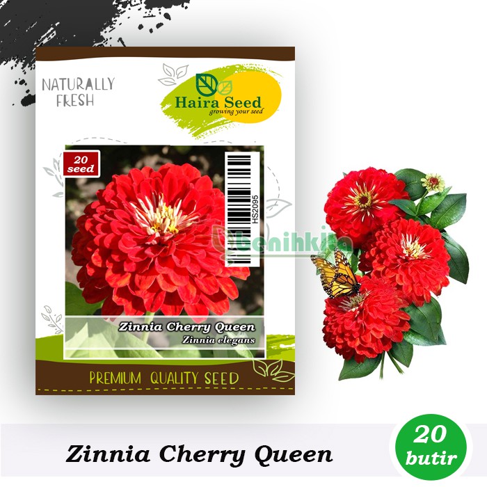 Benih-Bibit Bunga Zinnia Cherry Queen (Haira Seed)