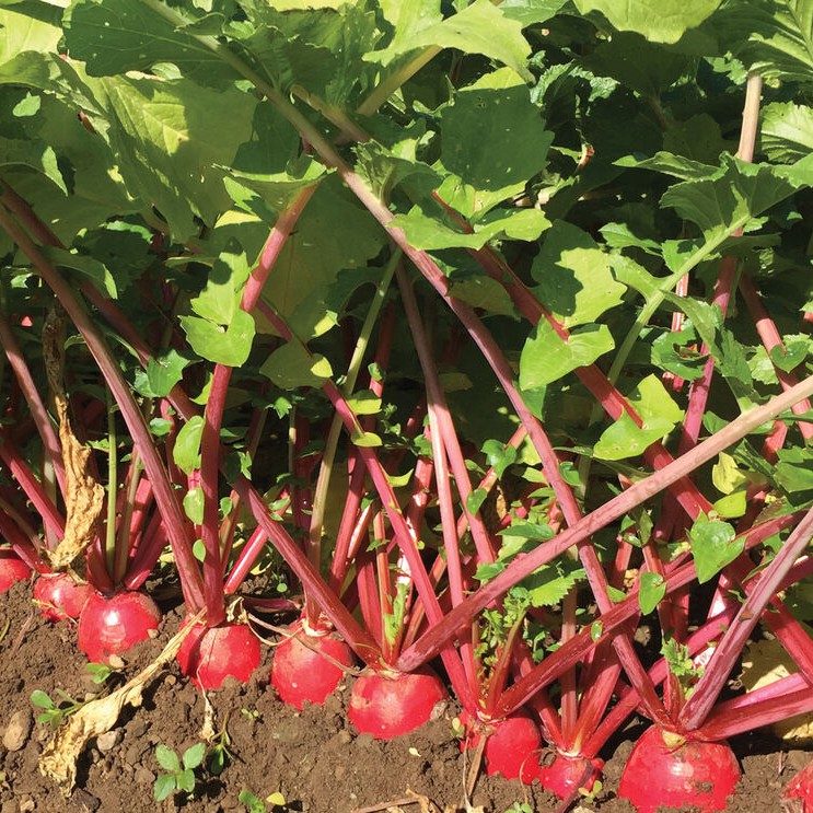 5 Benih Bibit Lobak Merah F1 Hibrida Rosy Sayuran Red Radish Known You Seed Tanaman Sayur Unggul