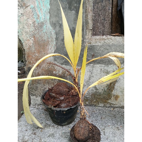 bahan bonsai kelapa albino