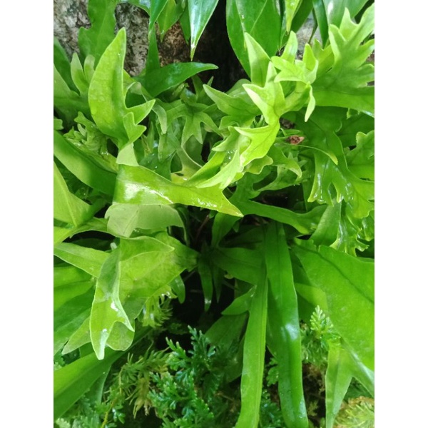 Tanaman pakis tanduk