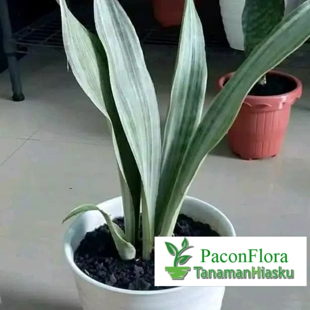 tanaman hias sansivera silver - sansivera silver plant