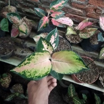 Bunga aglonema sultan Brunei