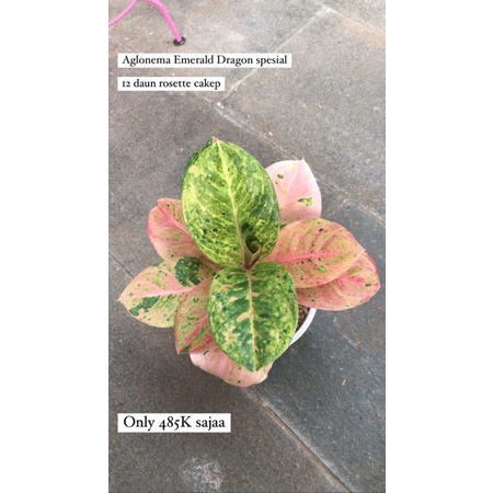 aglo emerald dragon spesial + pot yogap