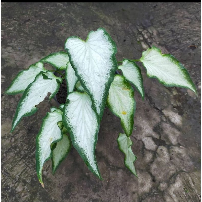 bibit white knight / caladium white knight / bibit white knight