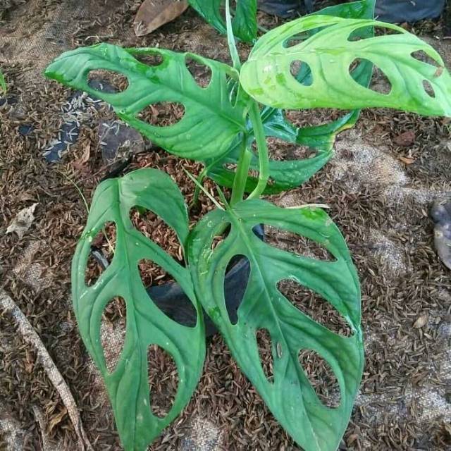 Tanaman hias monstera janda bolong / tanaman hias monstera / monstera janda bolong