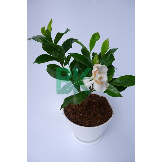 TANAMAN HIAS GARDENIA JASMINOIDES/KACA PIRING/CEPIRING - BAKUL KEMBANG