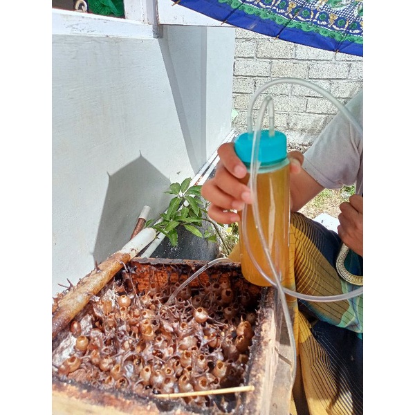 

MADY Kelulut/MADU KELENCENG/MADU TRIGONA