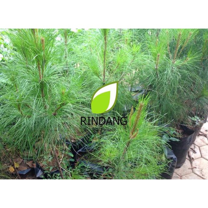 Bibit Pinus | Bibit Pinus Hias | Tanaman Hias Pinus p4g