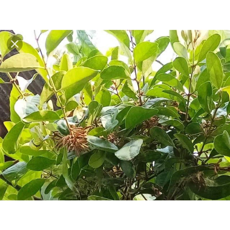 

benalu sengon segar 500gram