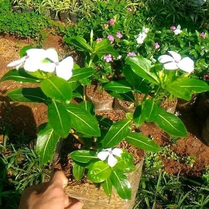 NEW tanaman hias tapak dara - bunga tapak dara - bibit