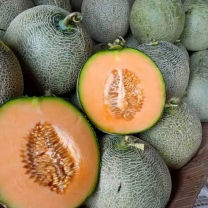 Benih Buah Melon Madu F1 Tahan Hama Bibit Buah Melon Orange Madu