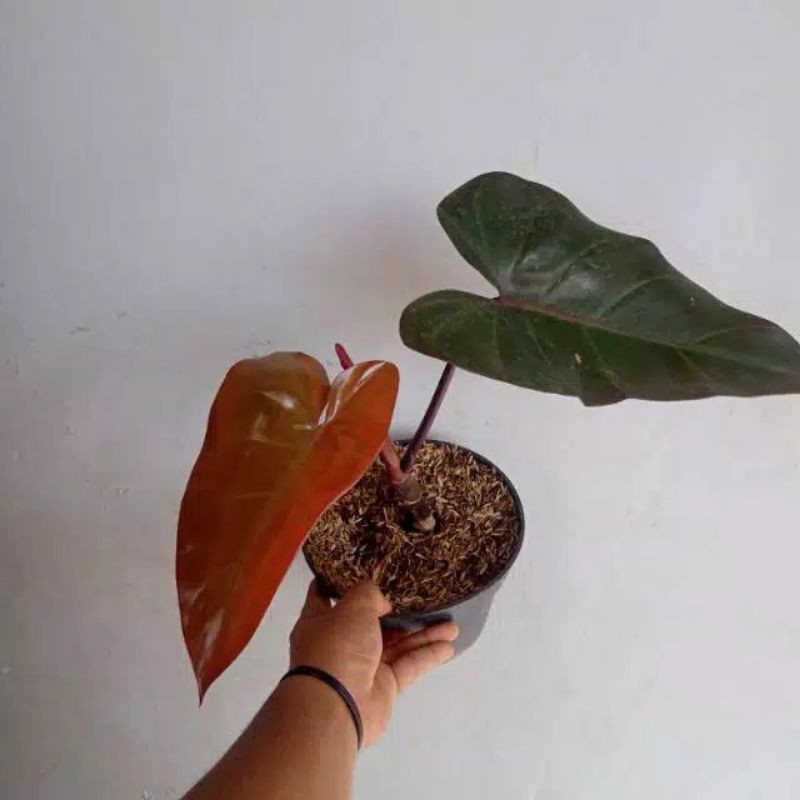 philodendron black cardinal