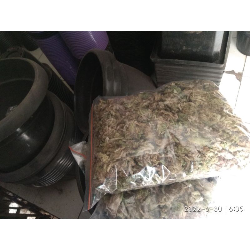 Lumut Hutan Media tanam organik Lumut Hutan