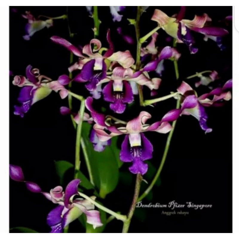 anggrek dendrobium pfizer singapore sudah kondisi spike/knop