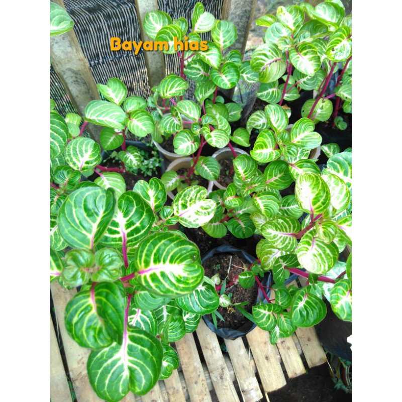 Tanaman hias krokot bayam merah/krokot batang merah