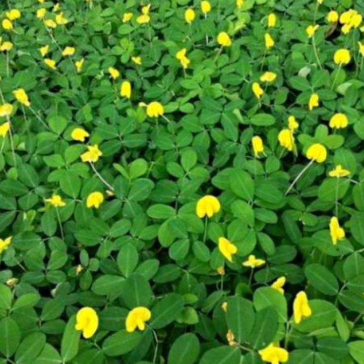 Jual bibit stek landep tanaman hias (kacang kacangan) | Shopee Indonesia