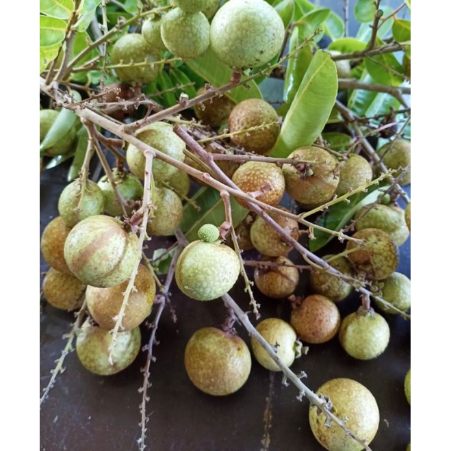 Bibit kelengkeng Giant Longan
