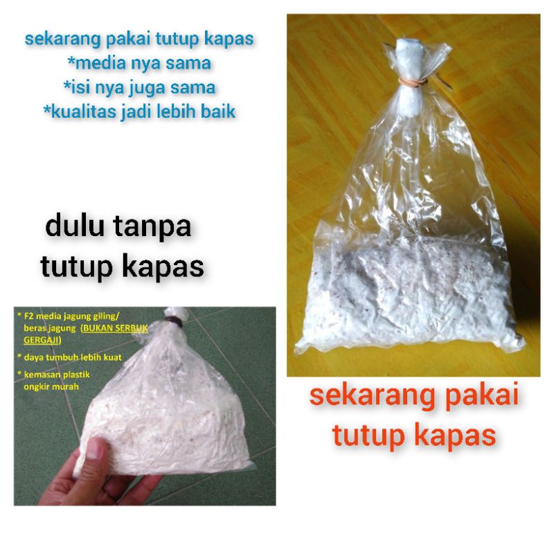 Bibit Jamur Tiram F2 media jagung giling (bukan serbuk gergaji