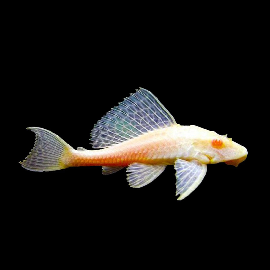 Jual Ikan Sapu Sapu Albino Aquarium Ikan Hias Aquascape Shopee Indonesia