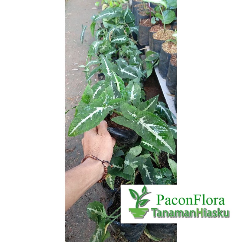 TANAMAN HIAS KELADI TIKUS / KELADI / TIKUS