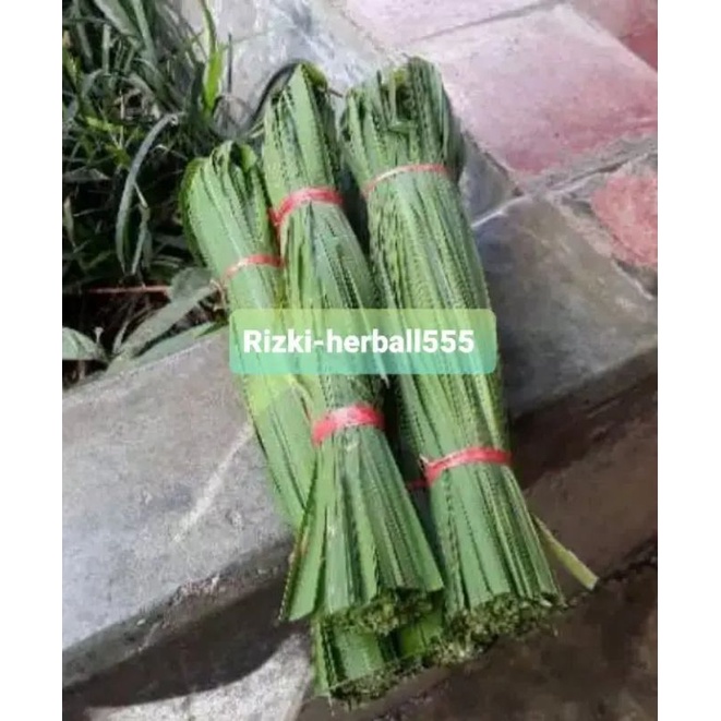 

daun ilalang segar paket 1kg