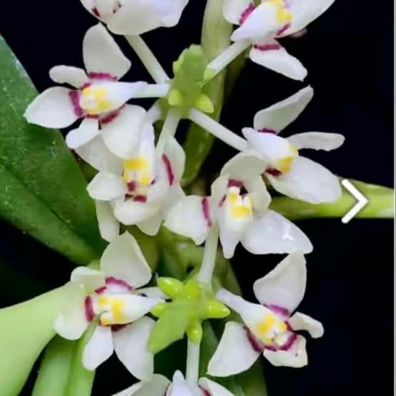 Anggrek tuberolabium phillipsii