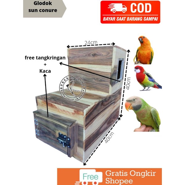 Glodok Sun Conure L JUMBO Burung Falk , Nuri dan sejenisnya