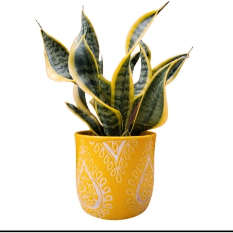 SANSIVERA TWISTER SISTER SANSIEVERA /tanaman lidah mertua unik 5pohon