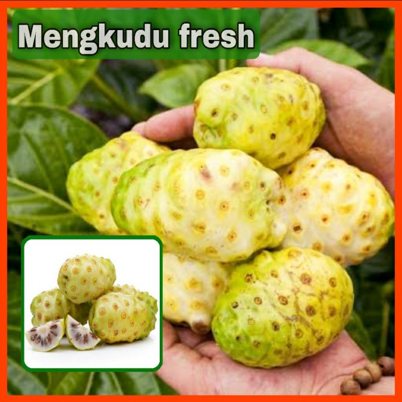 

Buah Mengkudu Segar