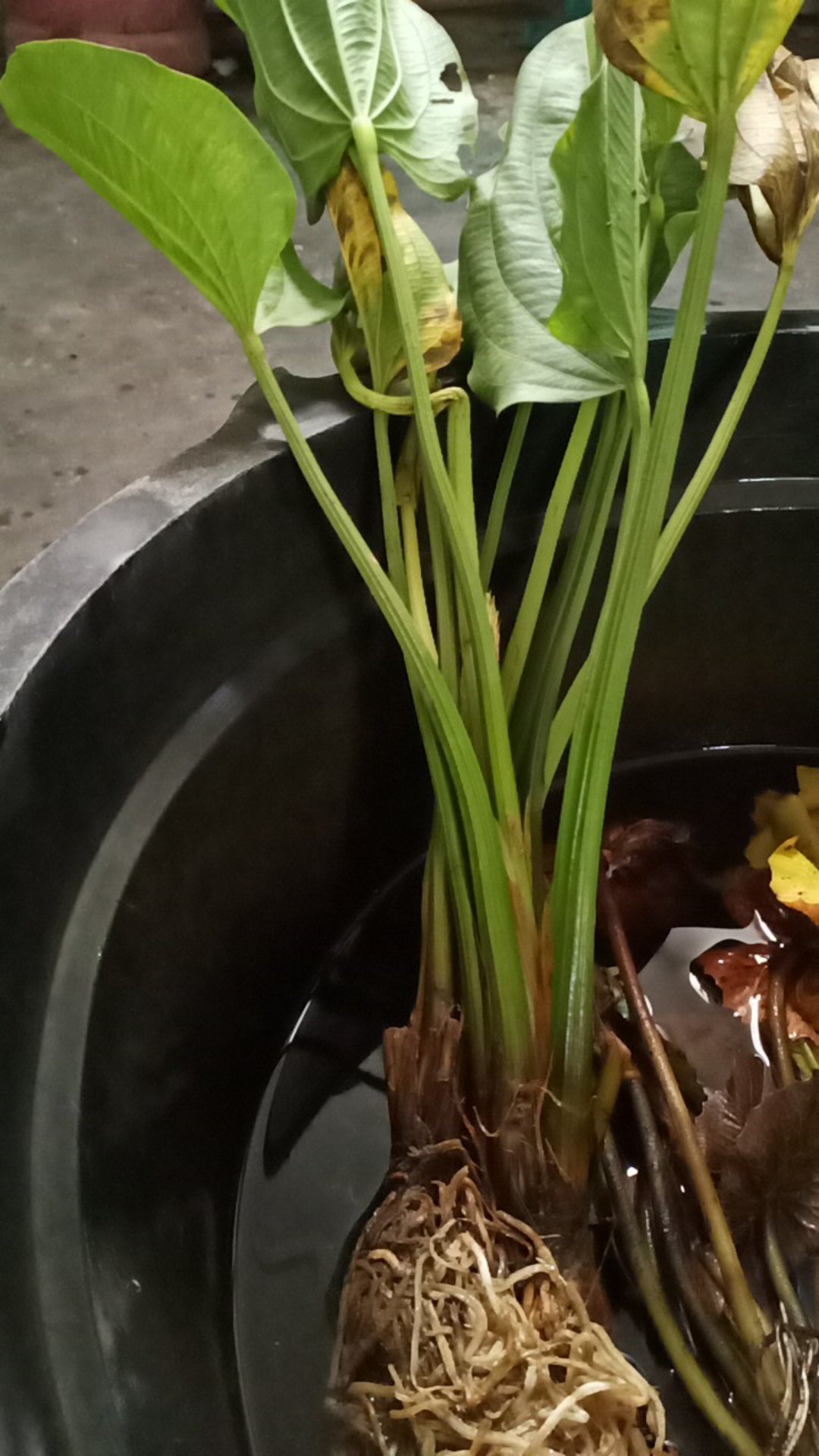 Tanaman Hias Melati Air