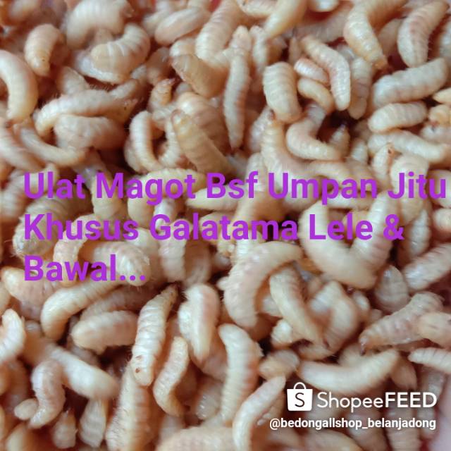 UMPAN JITU KHUSUS GALATAMA LELE & BAWAL ULAT MAGOT BSF UMPAN PANCING MAGOT BSF