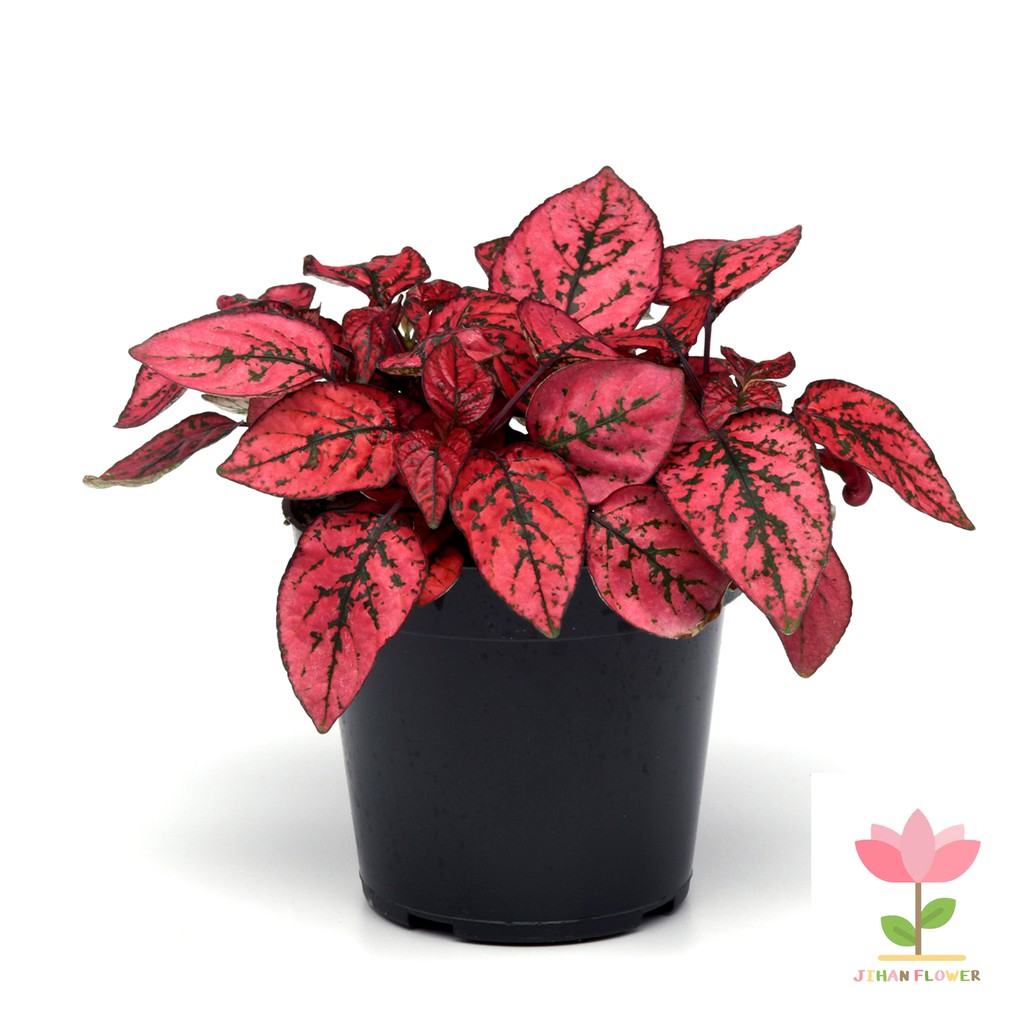 TANAMAN HIAS HYPOESTES MERAH