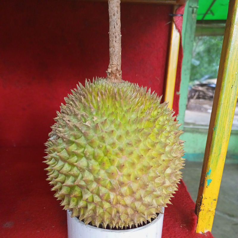 

durian medan jatuhan