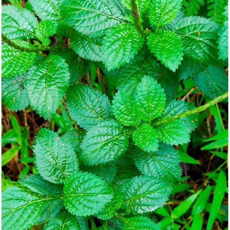 

TANAMAN HERBAL PECUT KUDA ATAU JARONG SEGAR 500 grm