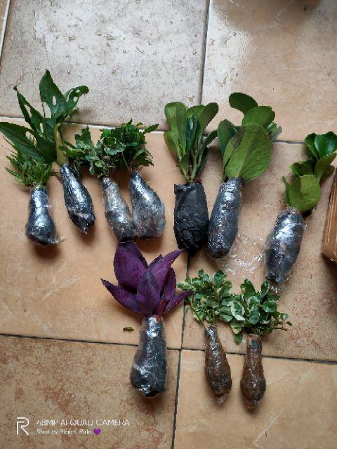 Tanaman Hias Krokot Putih - Kerokot Variegata