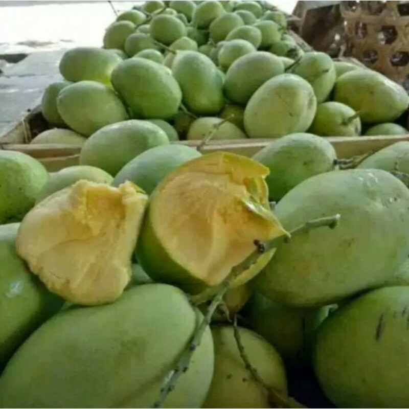 

mangga muda