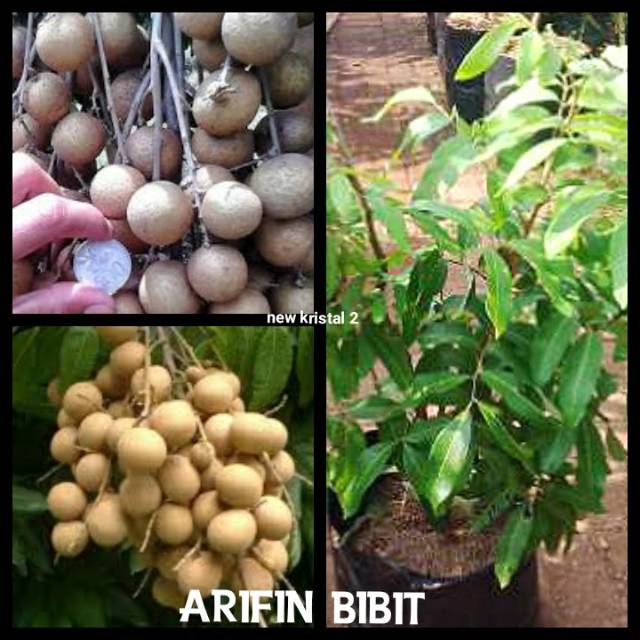 Bibit Kelengkeng new kristal 2