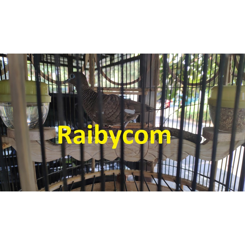 Burung Perkutut Hitam Cemani Kol Buntet BLOROK Kutut Lokal Langka